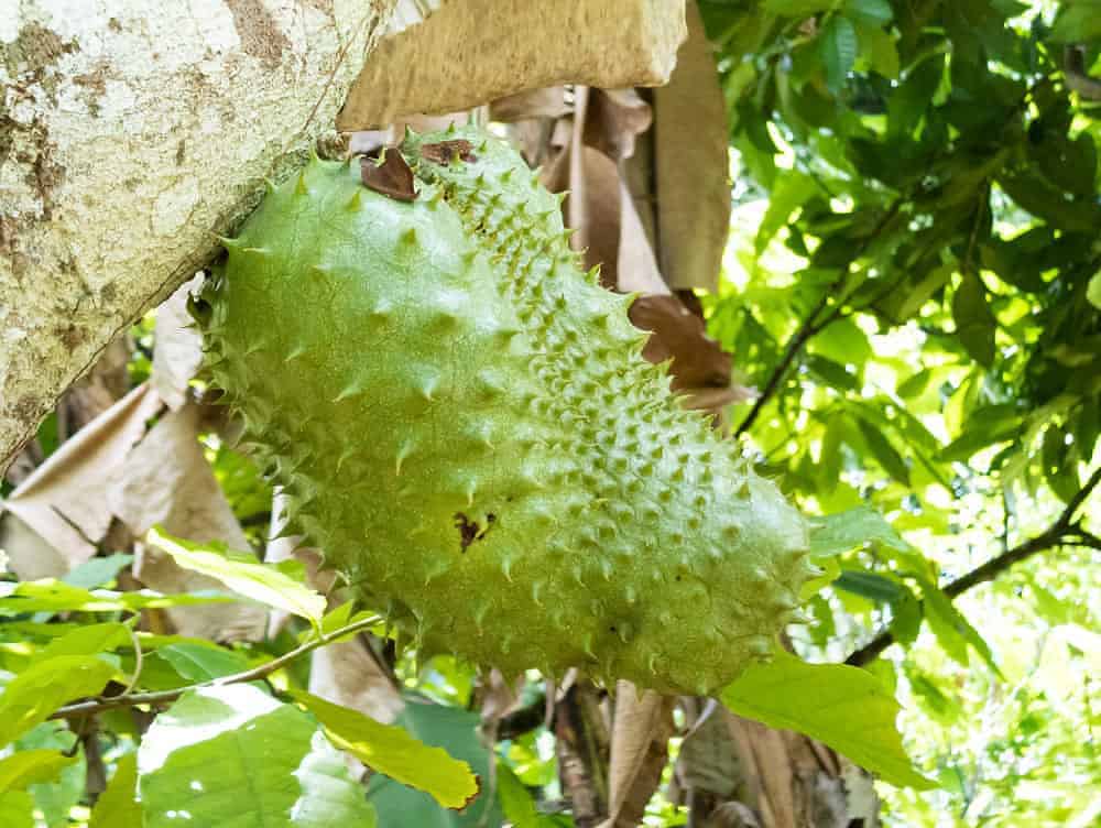 Khasiat durian belanda - Korang confirm tak tahu